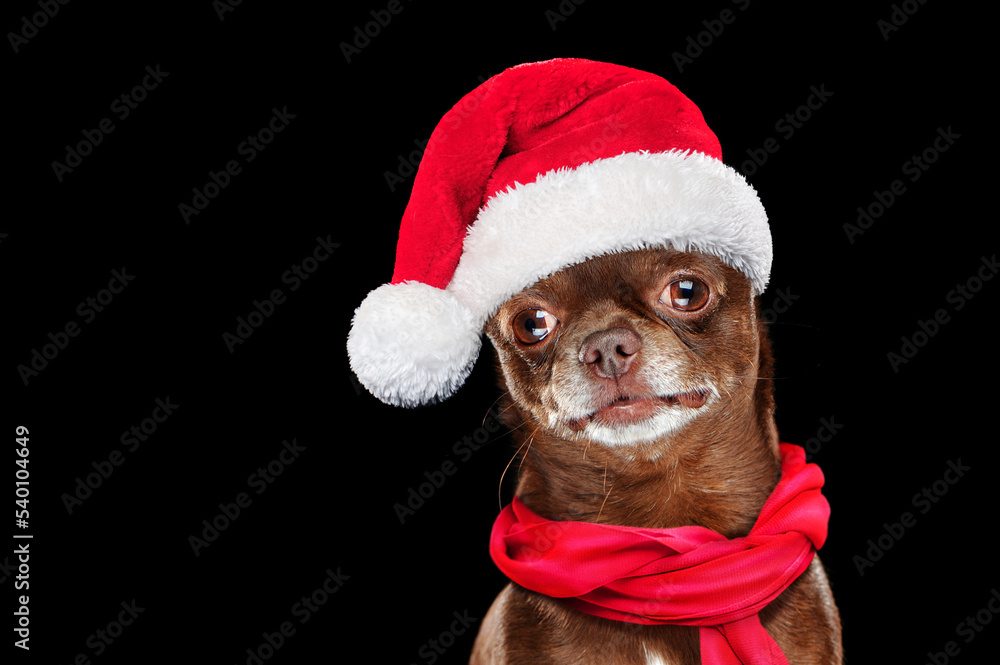 Close-up head portrait of a chihuahua wearing Santa hat Close-up head portrait of a chihuahua wearing Santa hat
