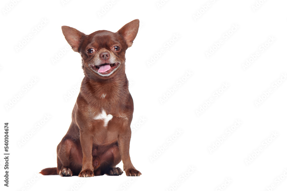 Full length picture of a brown chihuahua dog in a white studio