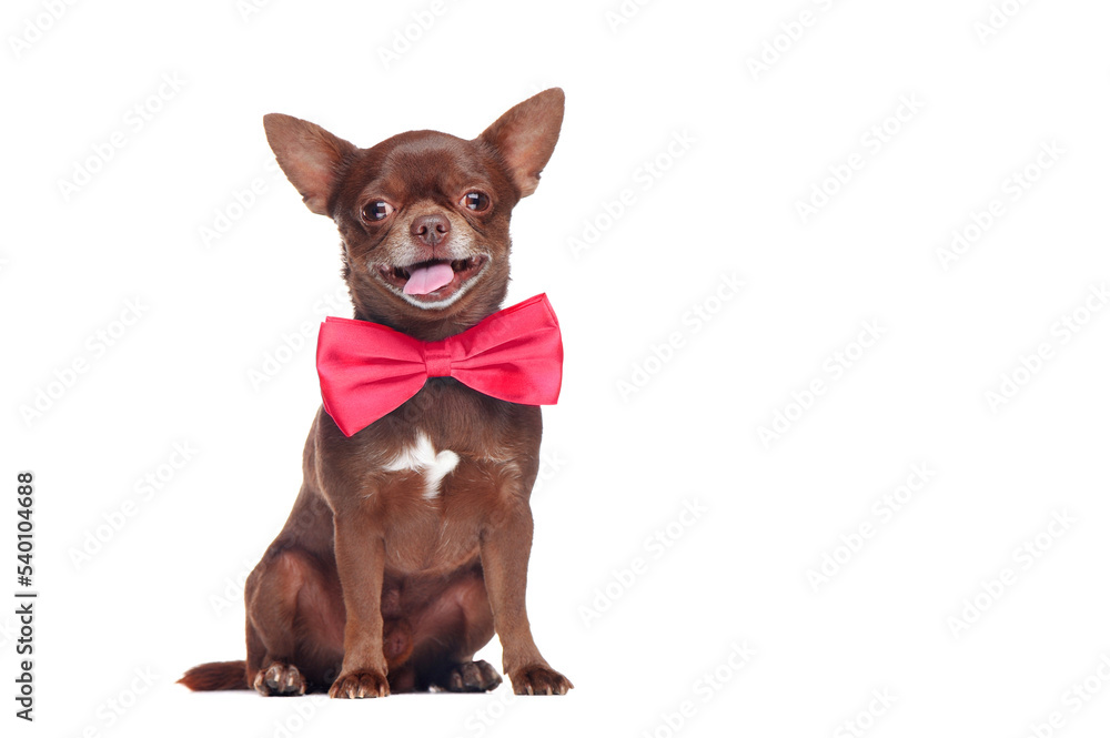 Happy brown chihuahua dog wearing pink bow tie Happy brown chihuahua dog wearing pink bow tie
