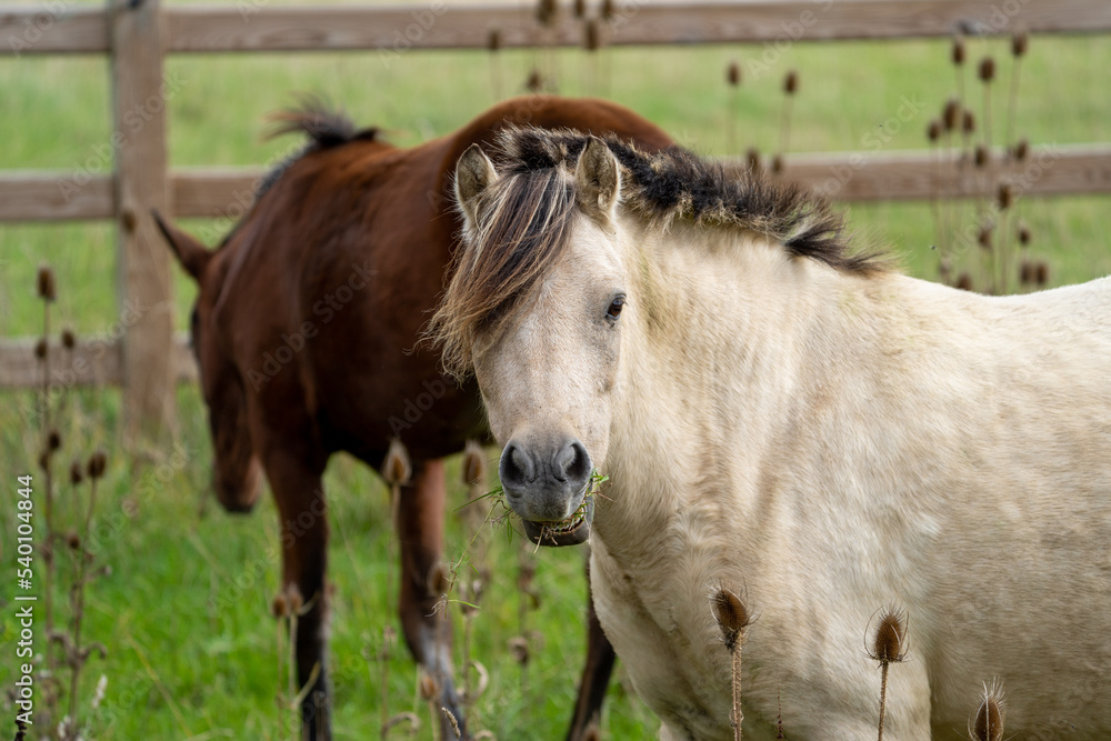 horse in the field