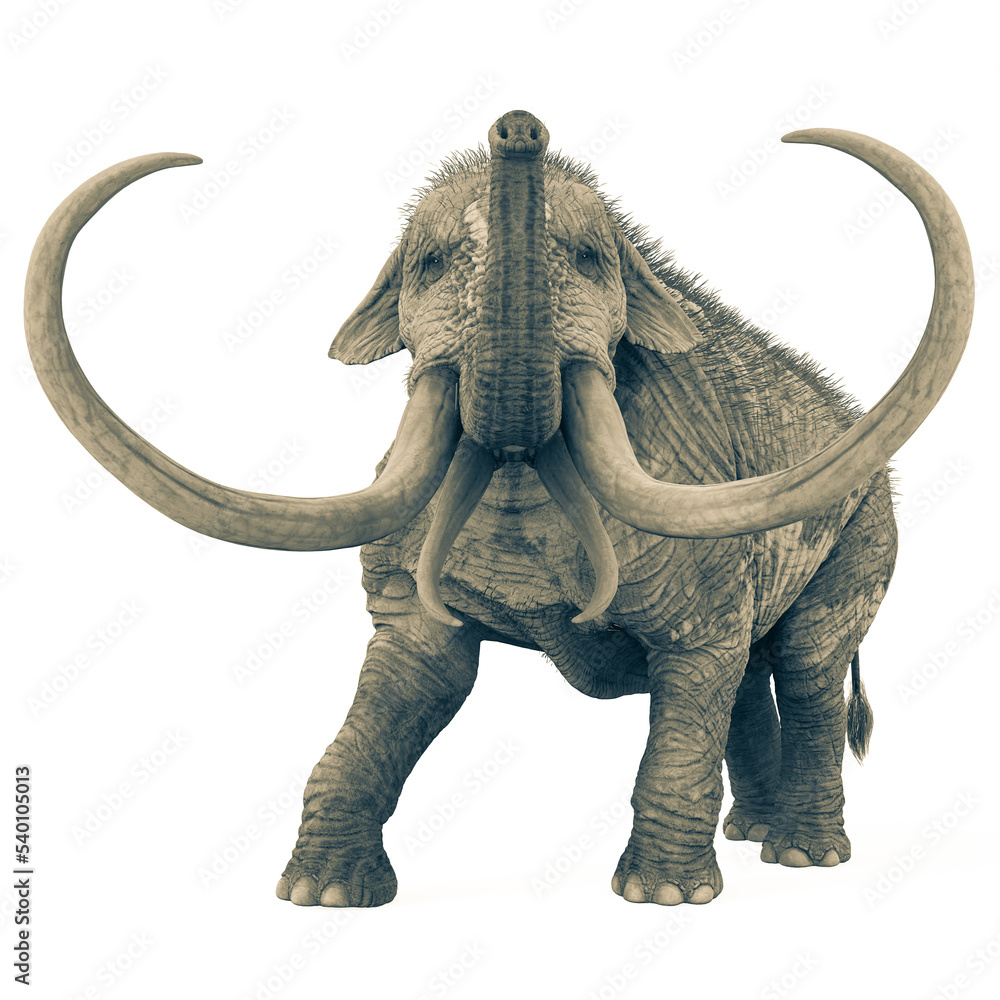Obraz premium mammoth front view in white background
