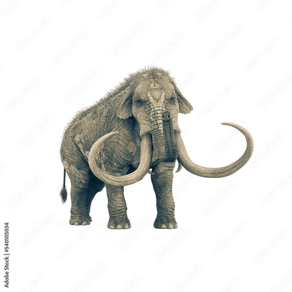 Fototapeta premium mammoth standing up in white background