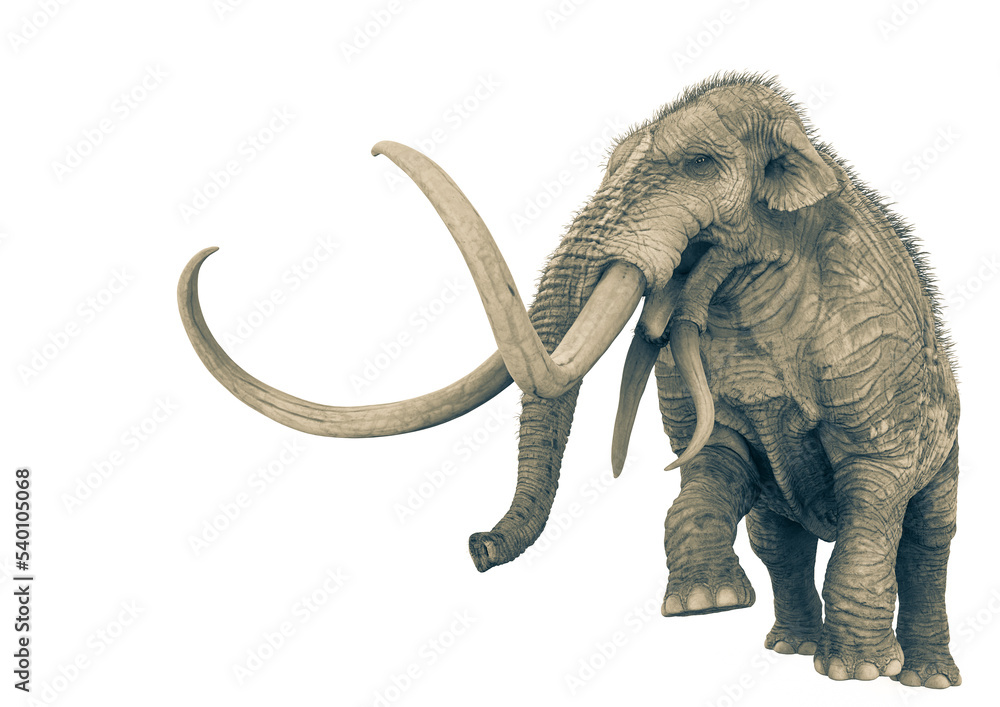 Obraz premium mammoth with copy space in white background