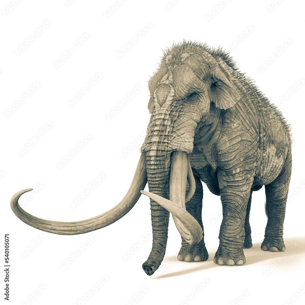 Obraz premium mammoth with copy space in white background side view