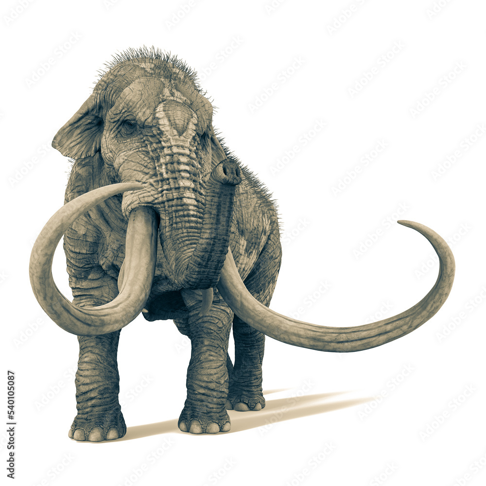 Obraz premium mammot cool view white background