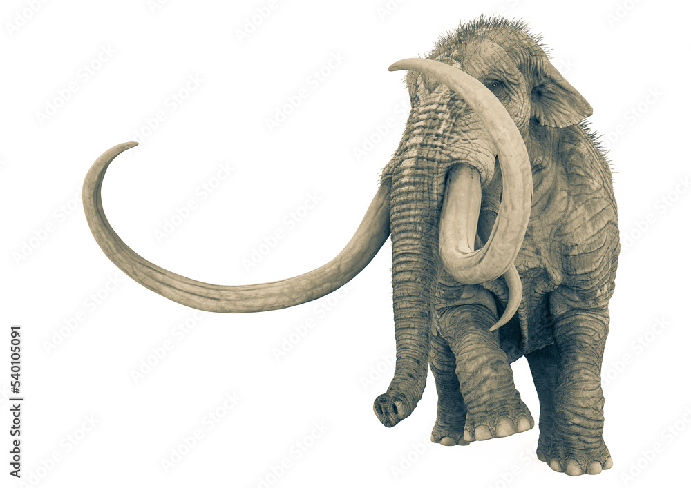 mammoth flipped side view in white background mammoth flipped side view in white background