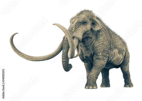 mammoth walking in white background