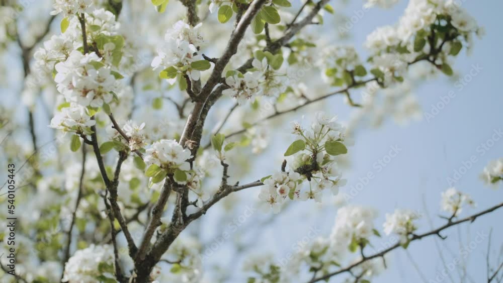 Spring apple flowers on apple branch trees blossom in the garden super slow motion. Apple blossom flower. Beautiful white flowers. Spring apple flowers on apple branch trees blossom in the garden super slow motion. Apple blossom flower. Beautiful white flowers.