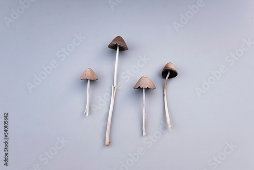 Liberty cap, Psilocybe semilanceata flat lay. Psychodelic, hallucinogen mashroom.
