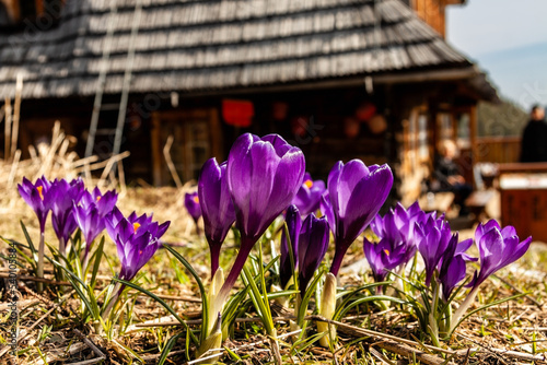 góry Tatry krokusy wiosna schronisko © Tomek Górski