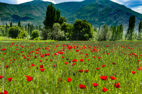 field of poppies and sky