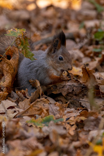 squirrel in autumn foliage