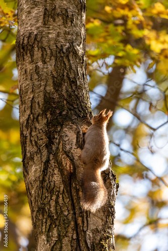 Squirrel near the hollow in autumn