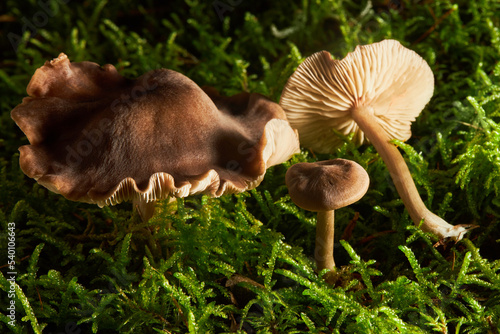 Silky Pinkgill mushroom (Entoloma sericeum) growing in the forest in autumn photo