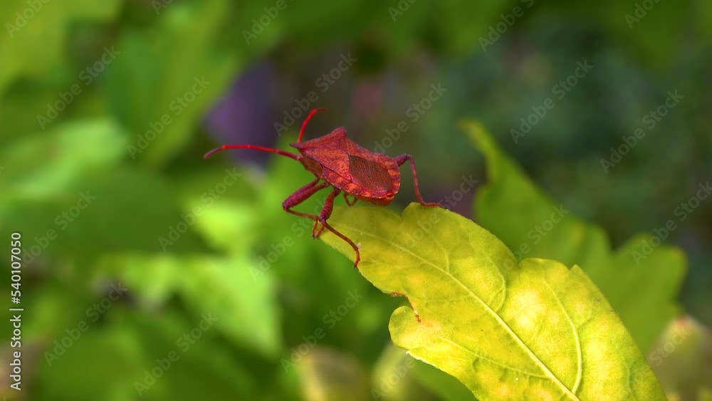 Herbivorous bug on mallow in the garden, garden pest Herbivorous bug on mallow in the garden, garden pest