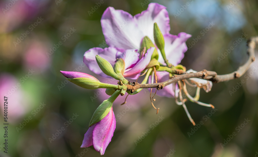 Photography of beautiful plants in the garden. Photography of beautiful plants in the garden.