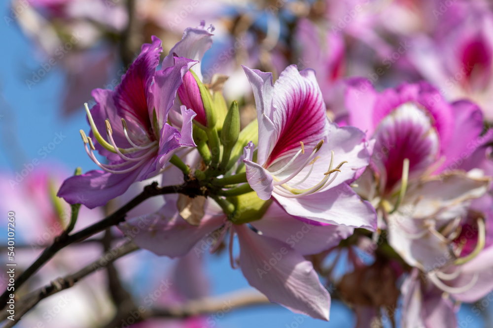 Photography of beautiful plants in the garden. Photography of beautiful plants in the garden.