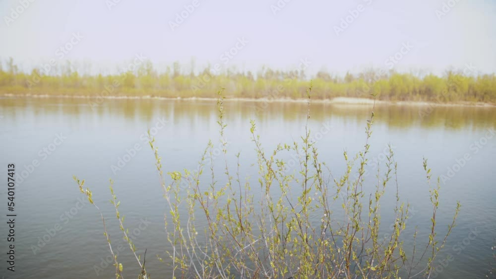 Branches of green willow sway in the wind near the river on a sunny day slow motion shot. Branches of green willow sway in the wind near the river on a sunny day slow motion shot.