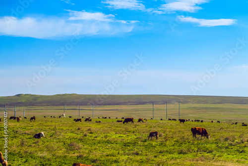 Cow pasture in green steppe meadow. Herd of cows in the pasture. Typical landscape of Taman peninsula.
