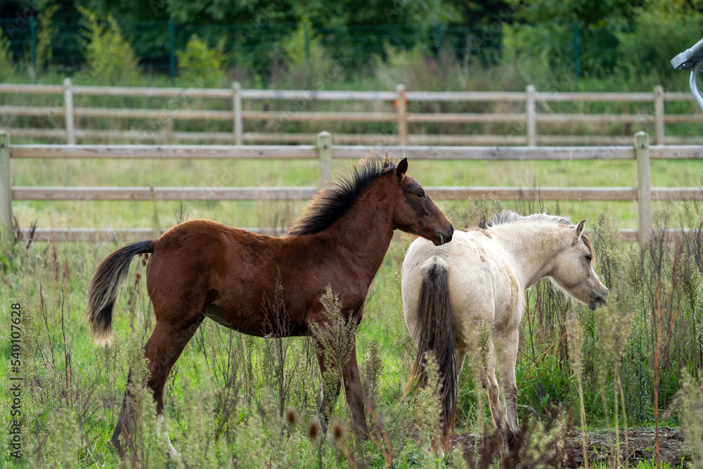 Fototapeta premium foal horse in the field playing with another horse
