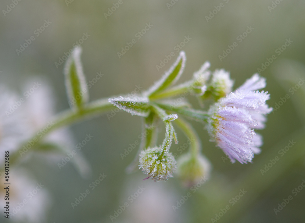 Fototapeta premium frozen chamomile flower