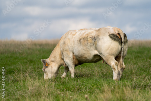 cow in a field