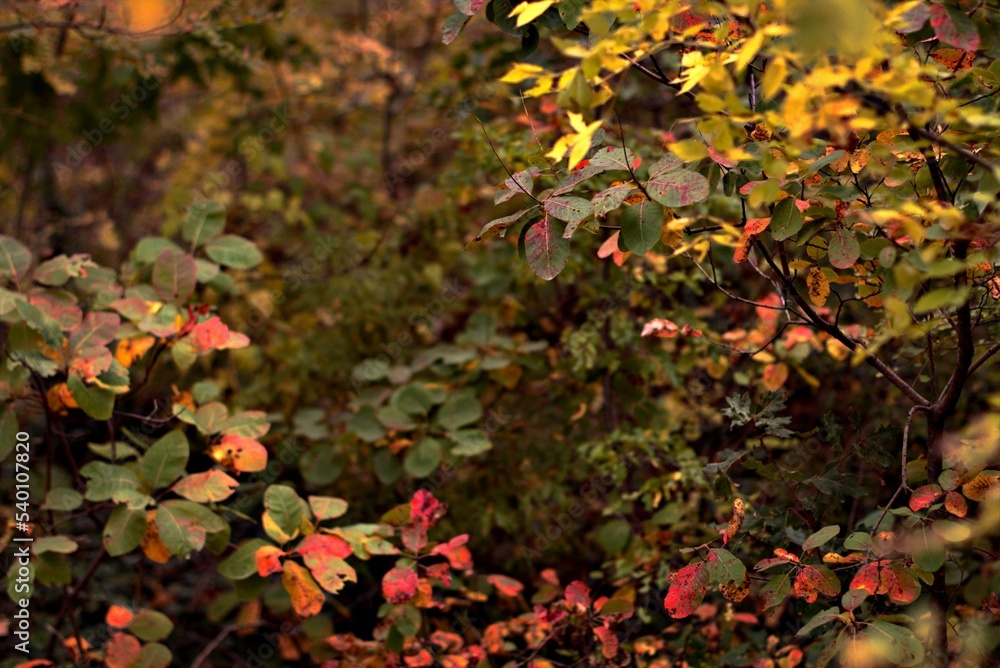 Fototapeta premium Frame of autumn leaves, colorful autumn landscape of a forest glade of bright autumn leaves on a tree, yellow, red and green colors background, selective focus, bokeh, blurred background