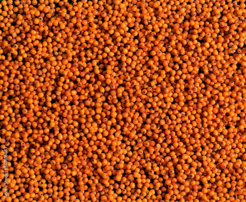 The concept of medicinal berries and herbs. A bunch of sea buckthorn berries harvested for medicinal tea.