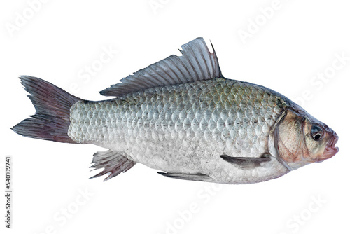 Crucian carp live fish isolated on transparent background