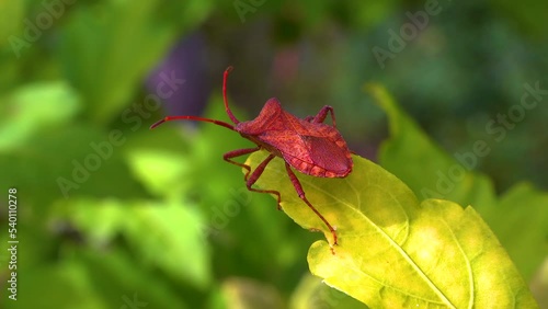 Herbivorous bug on mallow in the garden, garden pest photo