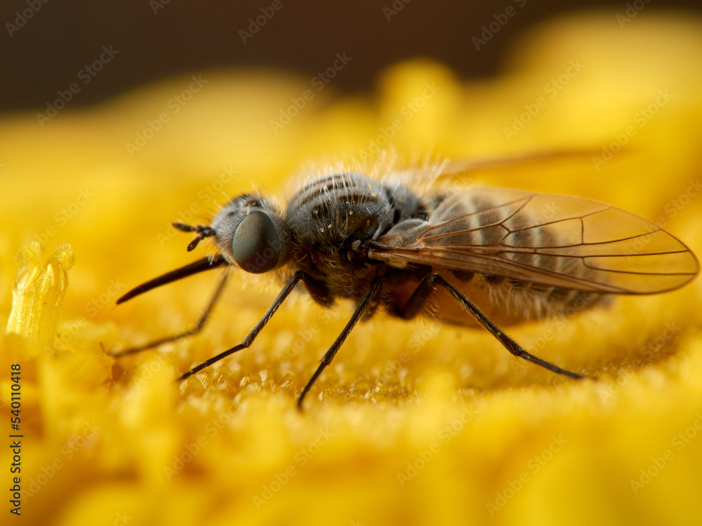 Bee Flies on a flower. Genus Parageron.  