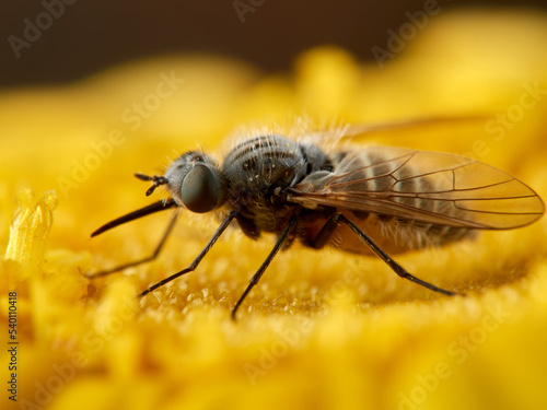 Bee Flies on a flower. Genus Parageron.   © Macronatura.es