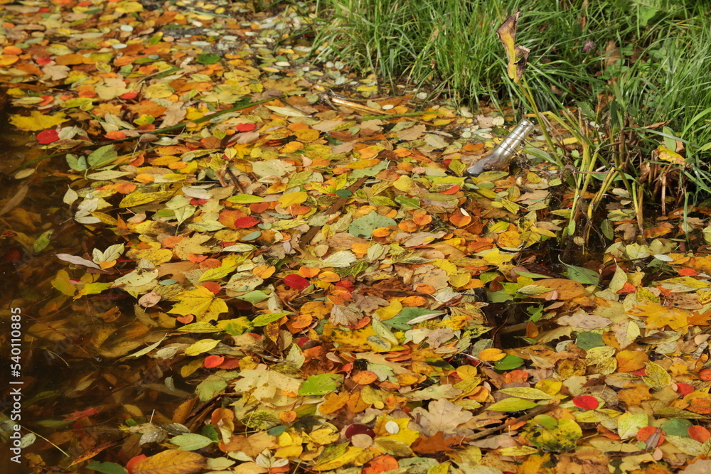 Background texture of autumn colored leaves in water