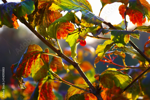 Autumn viburnum bush, close -up with soft light. Beautiful fall nature background.