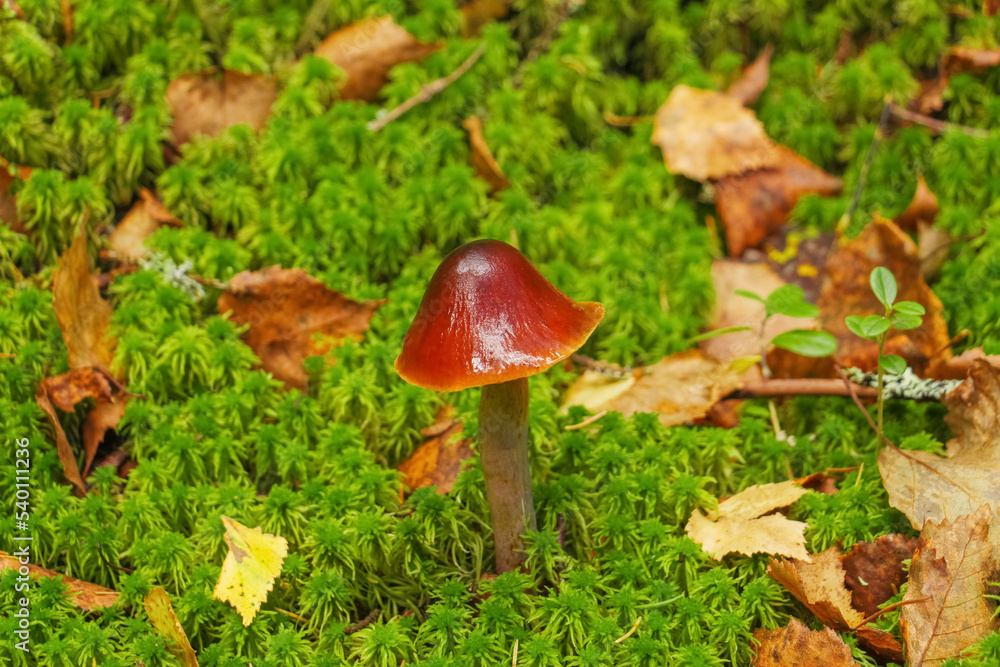 small mushroom in the forest growing in green moss between fallen leaves small mushroom in the forest growing in green moss between fallen leaves