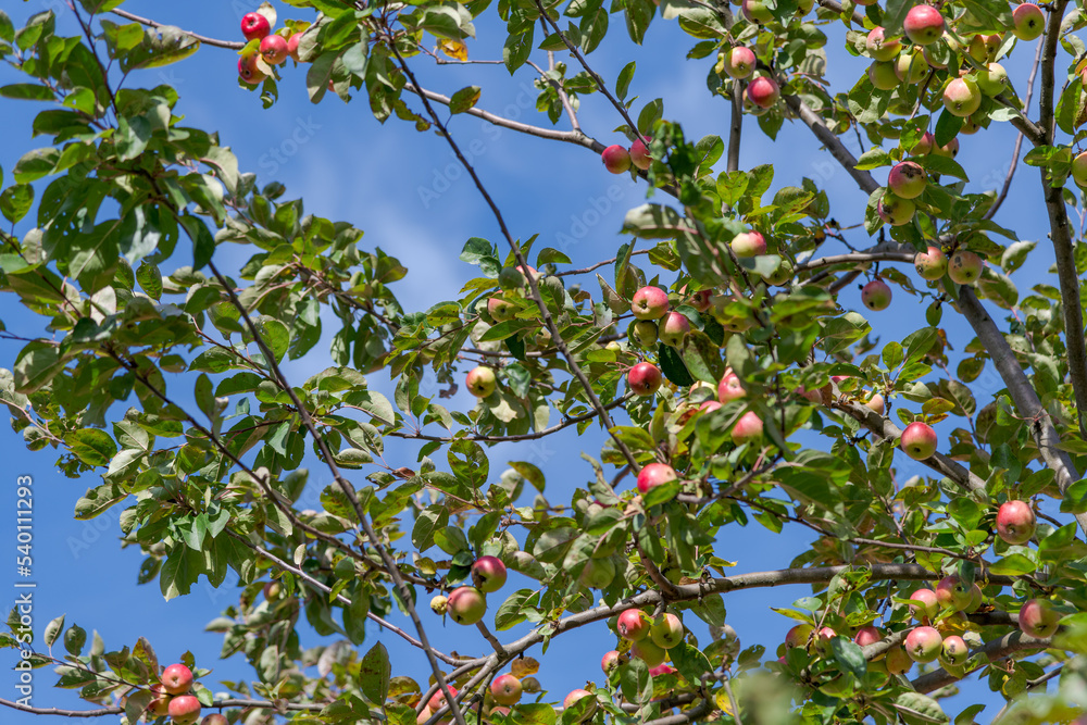 Red and green apples hangs on the branch of apple tree in orchard in autumn sunny day. Selective focus. Natural organic food theme. Red and green apples hangs on the branch of apple tree in orchard in autumn sunny day. Selective focus. Natural organic food theme.