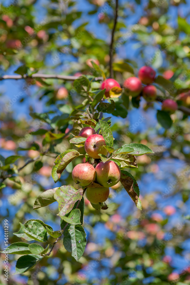 Red and green apples hangs on the branch of apple tree in orchard in autumn sunny day. Selective focus. Natural organic food theme.