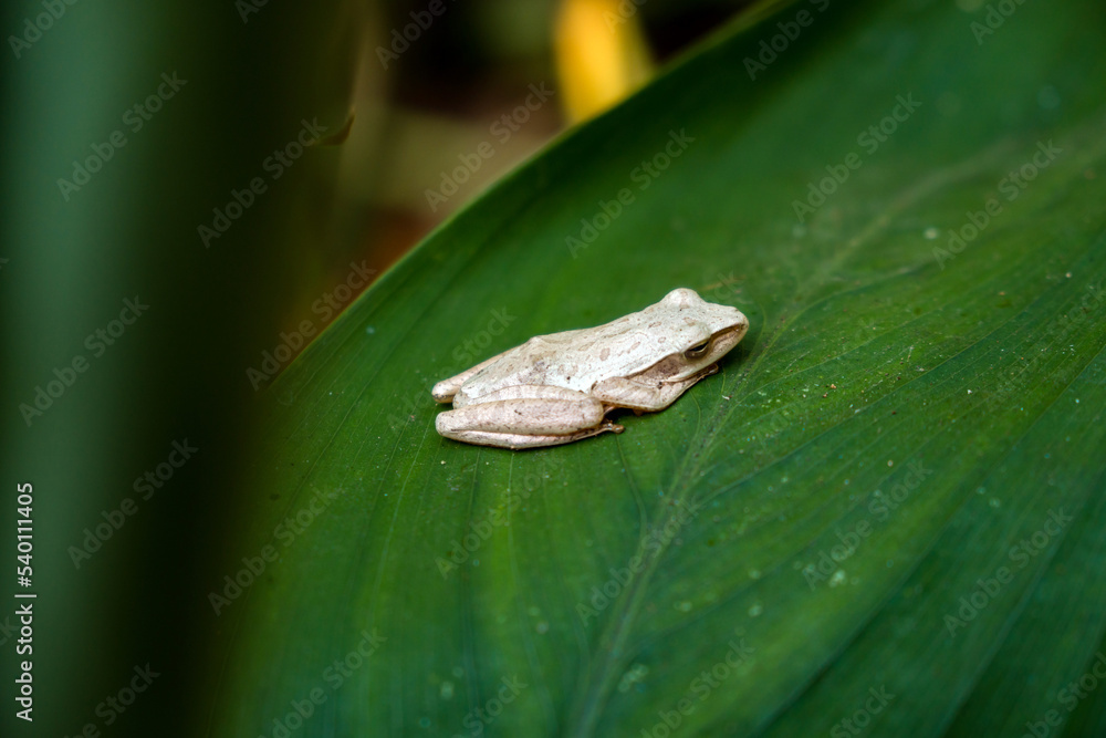 This unique and contrasting white tree frog is sitting quietly on a wide green leaf in the middle of the forest, close up and bokeh photographed This unique and contrasting white tree frog is sitting quietly on a wide green leaf in the middle of the forest, close up and bokeh photographed