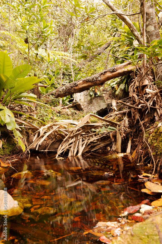 Obraz premium bird in the forest