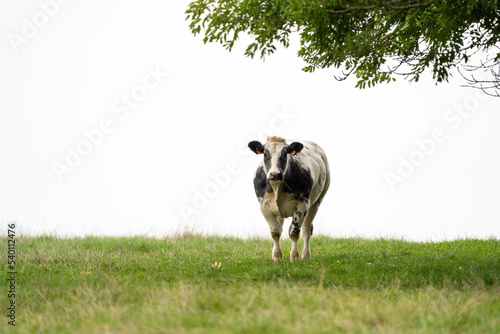 cow in a field