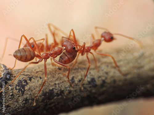 close-up of weaver ants fighting © Indra