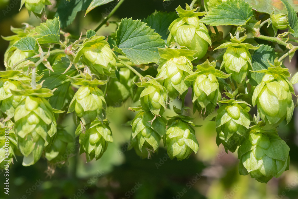 Close up of common hop (humulus lupulus) flowers Close up of common hop (humulus lupulus) flowers