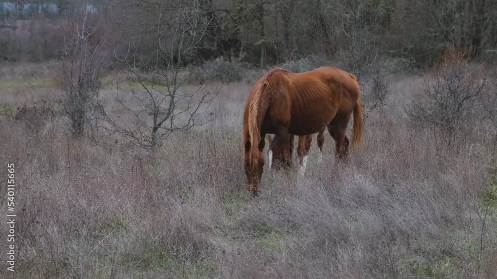 Horses graze in a spring meadow with green grass. Rural peaceful atmospheric landscape. Young brown horses are grazing in the pasture. The concept of village life, home breeding. Portrait of an animal Horses graze in a spring meadow with green grass. Rural peaceful atmospheric landscape. Young brown horses are grazing in the pasture. The concept of village life, home breeding. Portrait of an animal