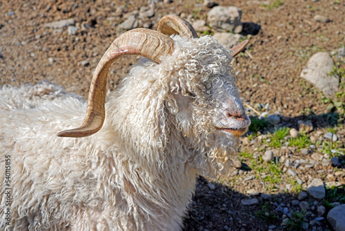 Picture of a long wool angora goat with horns