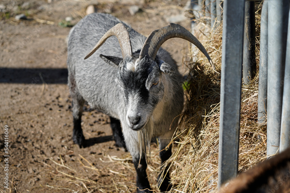 A picture of a lorraine bearded gray goat A picture of a lorraine bearded gray goat