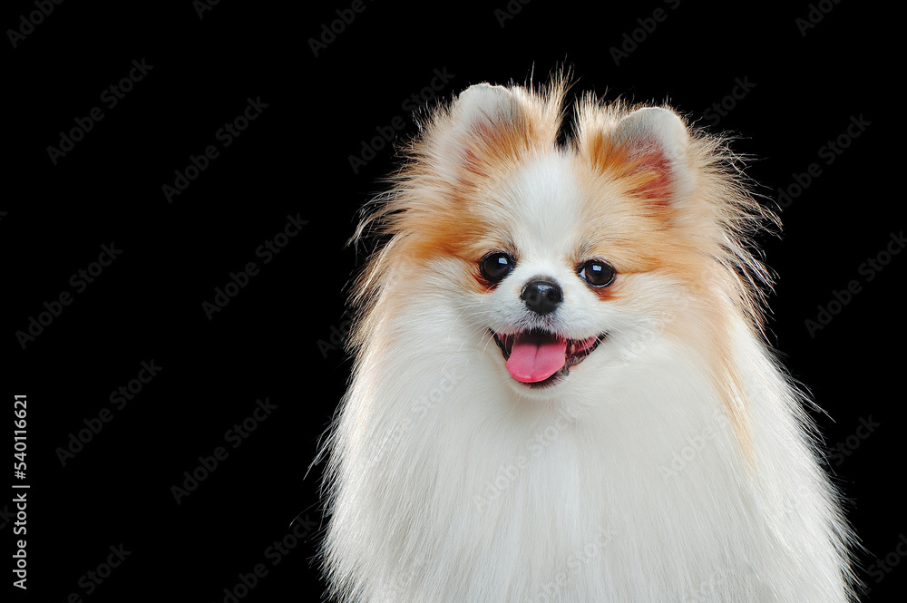 Fototapeta premium Head portrait of a pomeranian dog agains tblack background