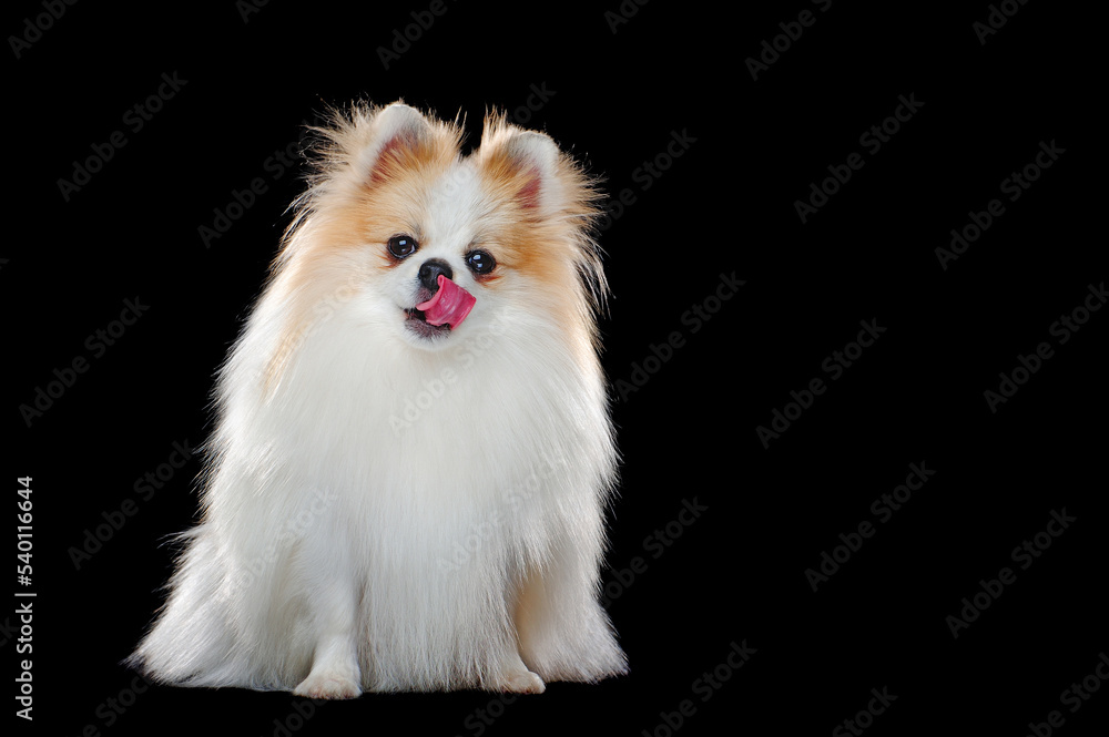 Hungry sitting pomeranian licking nose isolated on black