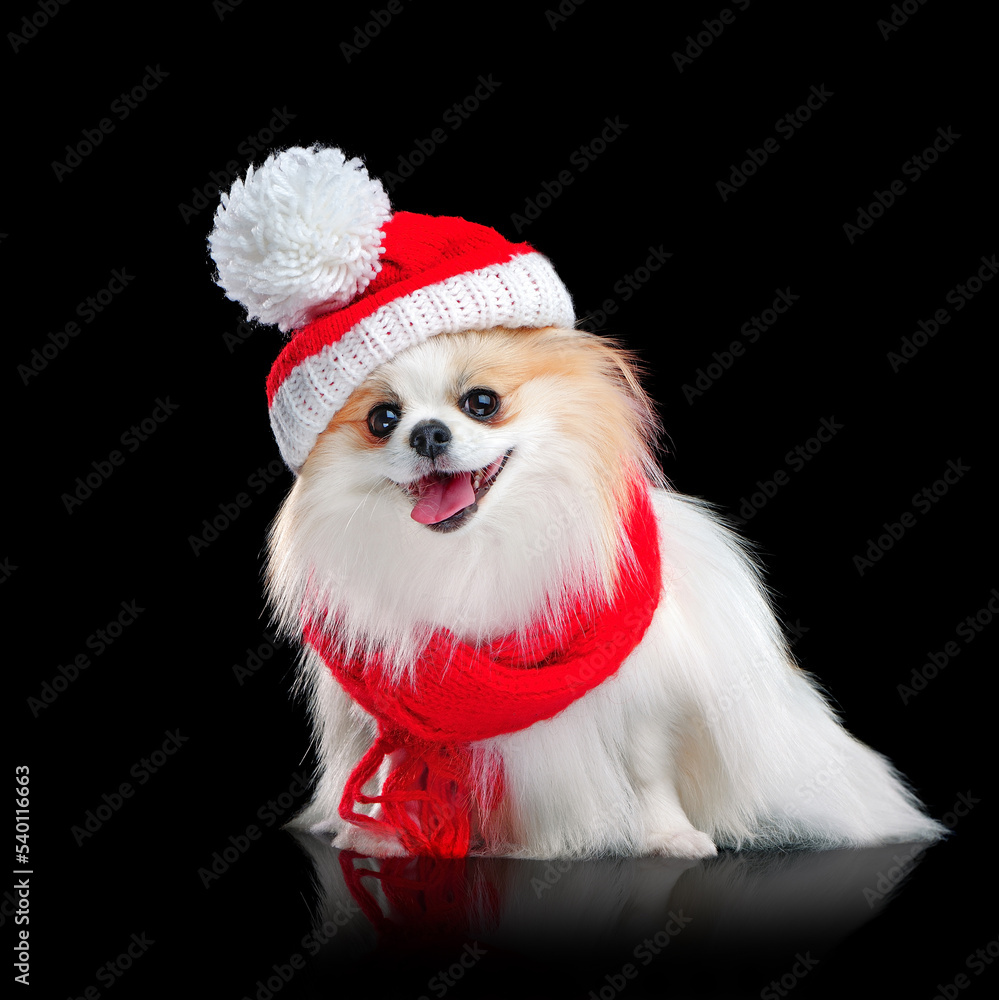 Long haired spitz wearing winter hat and scarf Long haired spitz wearing winter hat and scarf