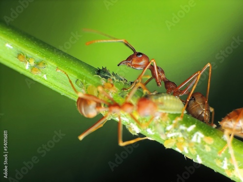close-up of weaver ants farming the aphids colony © Indra