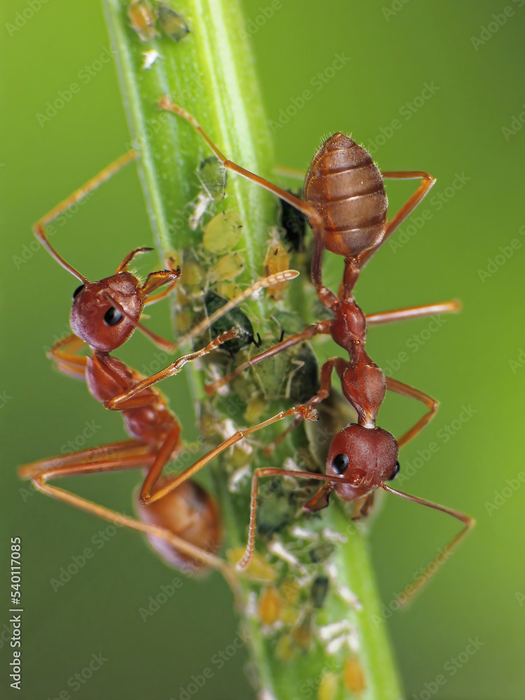 close-up of weaver ants farming the aphids colony